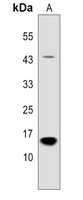 NUTF2 antibody