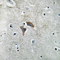 Anti-OMGP Antibody