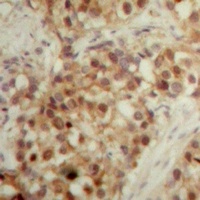 LONP2 antibody