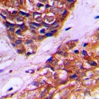 Anti-PEX10 Antibody