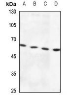 RSAD1 Antibody