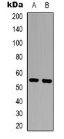 XPLN Antibody
