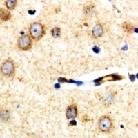 XPLN Antibody