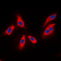 XPLN Antibody