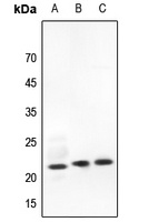 RhoG Antibody