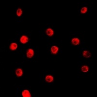 TCEAL1 antibody