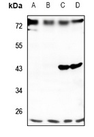 TMBIM4 Antibody