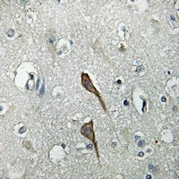 TMBIM4 Antibody
