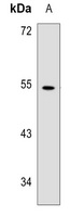 WIPF1 Antibody