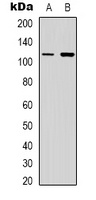 PI3K p110 gamma Antibody