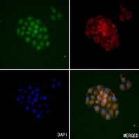 Anti-Kallikrein 3 Antibody