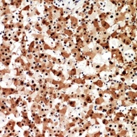 STX1A antibody