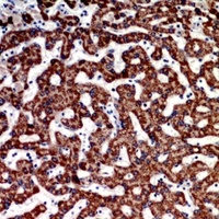 ECI1 antibody