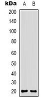 CD3d Antibody
