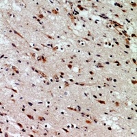 CD58 antibody