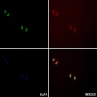 Anti-CD61 Antibody