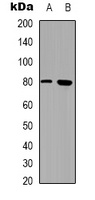 CD248 Antibody