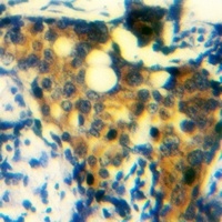 Anti-CD300d Antibody