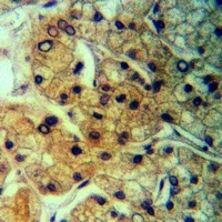 Anti-GPCR135 Antibody