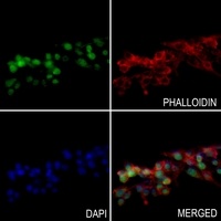 Anti-Histone H2A.X (Phospho-S139) Antibody