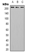 CD104 (Phospho-Y1510) Rabbit Polyclonal Antibody