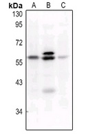 c-FOS (Phospho-S32) Antibody
