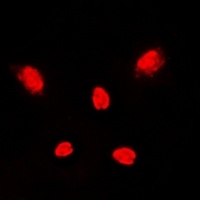 Anti-p38 Antibody