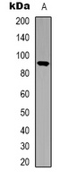 STAT5 Antibody