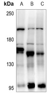 ABL1 Antibody
