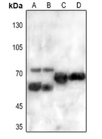 FRS2 Antibody