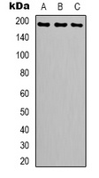 Topoisomerase 2 alpha Rabbit Polyclonal Antibody