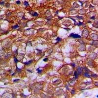 Anti-Alpha-tubulin Antibody