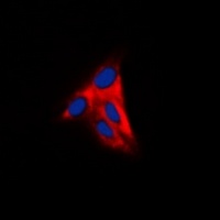 Anti-Alpha-tubulin Antibody