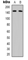 Nidogen 1 Rabbit Polyclonal Antibody