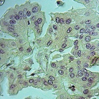 Anti-Nidogen 1 Antibody