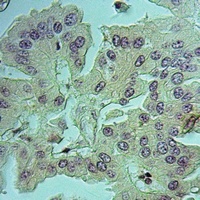 NID1 antibody