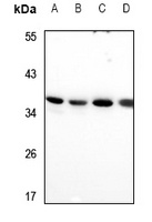 RIMS4 Antibody