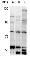 NRBP1 Rabbit Polyclonal Antibody