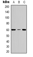 gp91 phox Rabbit Polyclonal Antibody