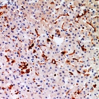 Anti-gp91 phox Antibody