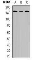 Tensin 2 (Phospho-Y483) Antibody
