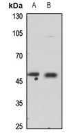 COX10 Antibody