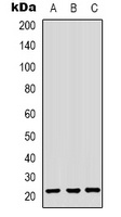 HP1 gamma Antibody
