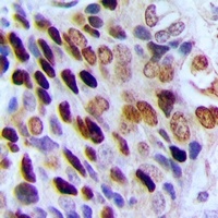 HP1 gamma Antibody