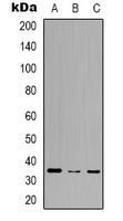RASD2 Antibody