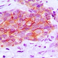 Anti-EGFR (Phospho-Y1016) Antibody