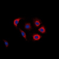 Anti-EGFR (Phospho-Y1016) Antibody