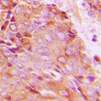 14-3-3 zeta (Phospho-T232) Antibody