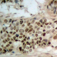 Anti-WWOX (Phospho-Y33) Antibody