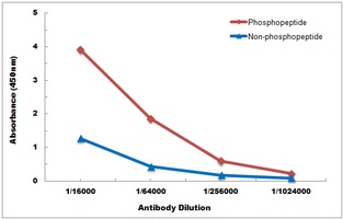 Anti-YBX1 (Phospho-S102) Antibody